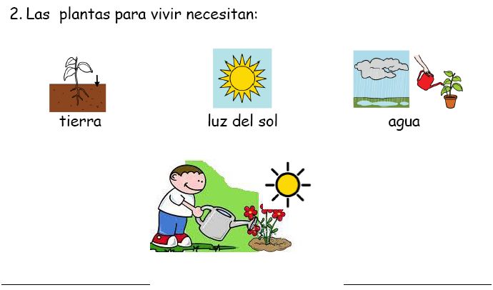 Resultado de imagen de necesidades de los seres vivos